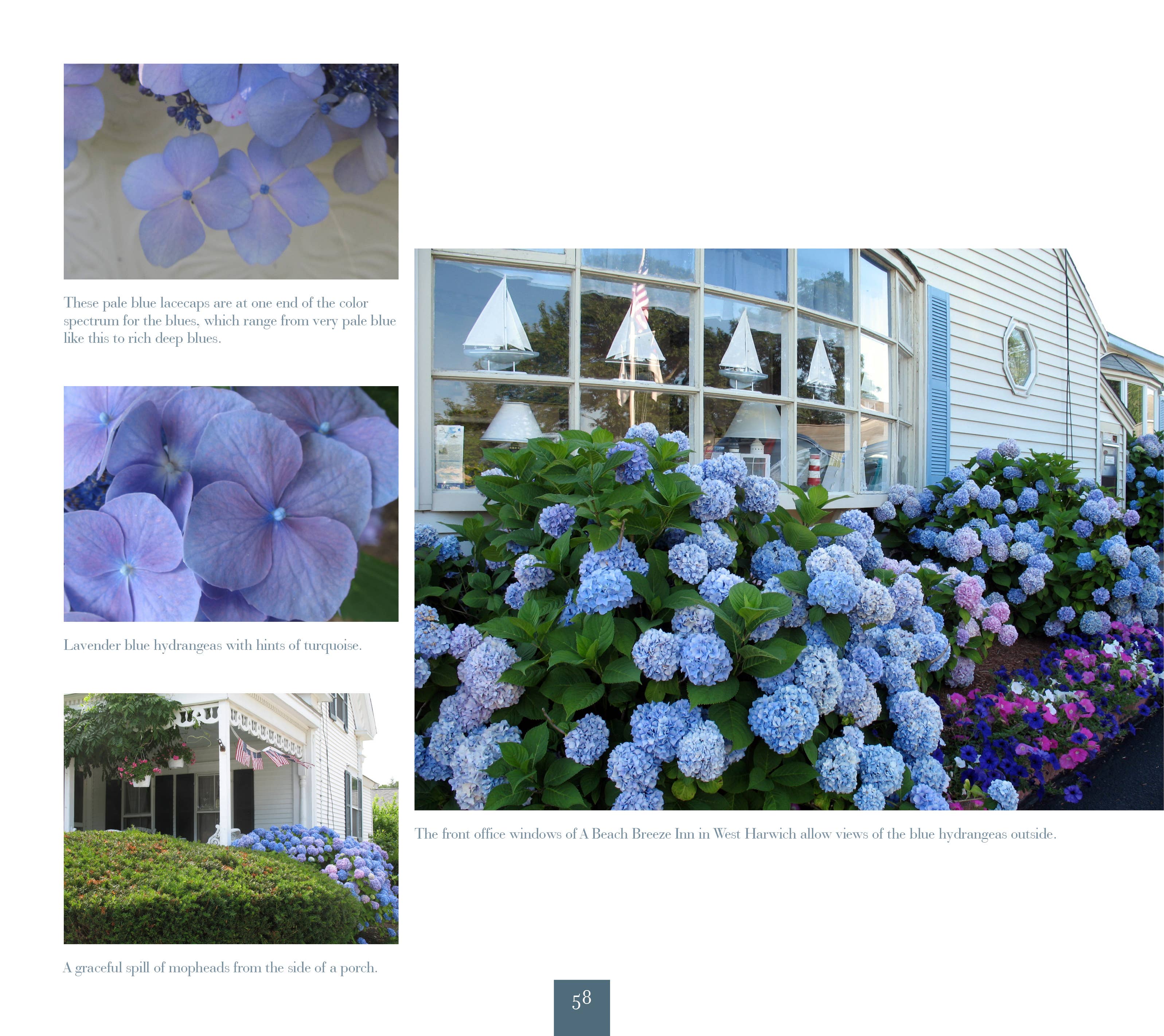 Schiffer Publishing - Vente Livre sur la nature et les activités de plein air - Hydrangées : Cape Cod et les îles3