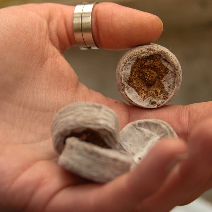 CoirProducts.co.uk of Salike Limited – Engroshandel Plantefrø – 25 mm kokosmønter | Bedst til frøspiring
