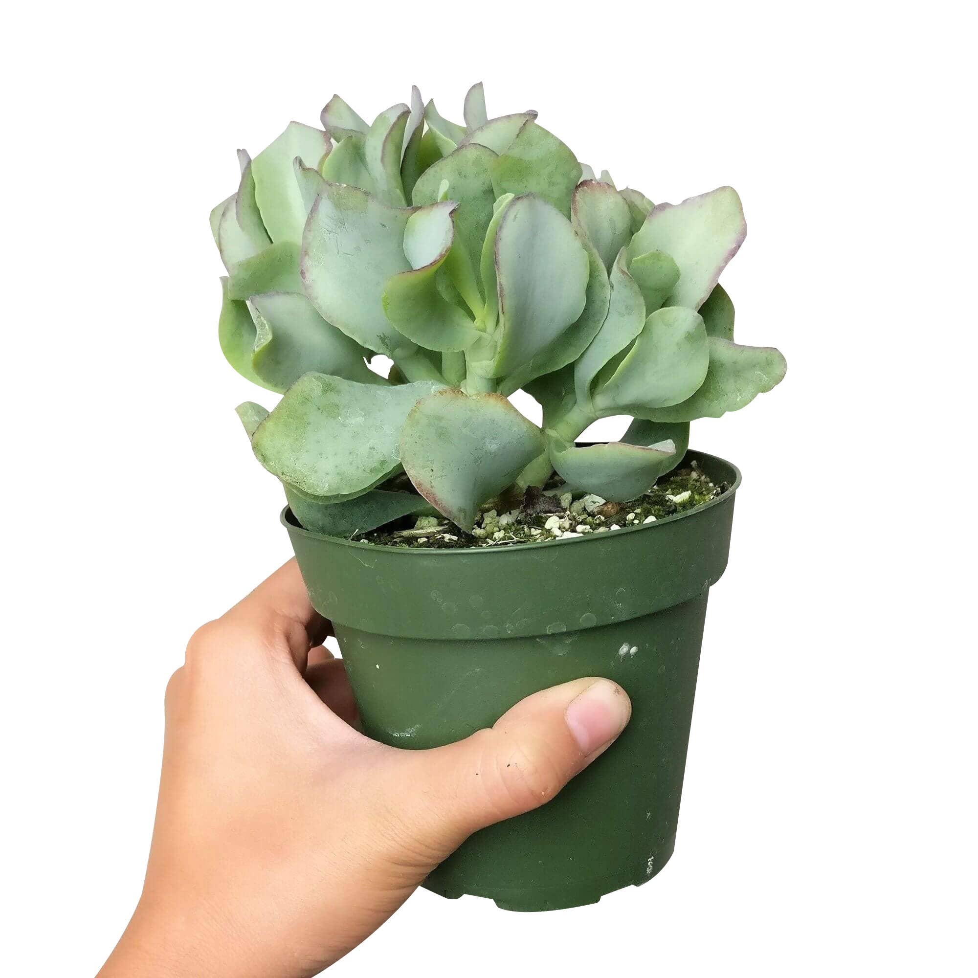 Best Plant Friend - Wholesale Succulent - Crassula Ruffle Jade Crassula undulatifolia in 2in/4in Pot4