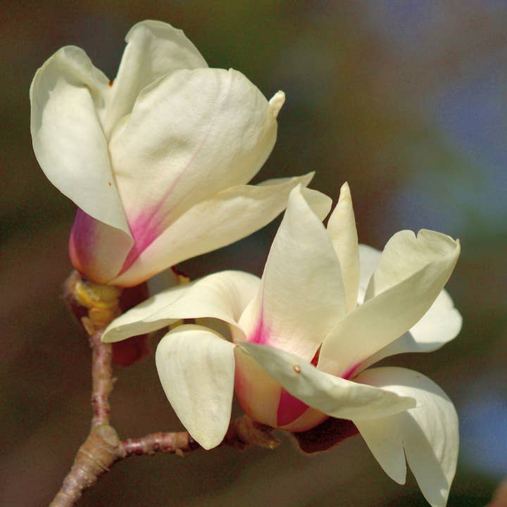 Veil of Gaia – wholesale Flower essence – Magnolia Flower Essence