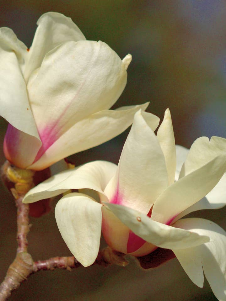 Essenza fiore di magnolia per la vendita all'ingrosso da parte di Veil of Gaia