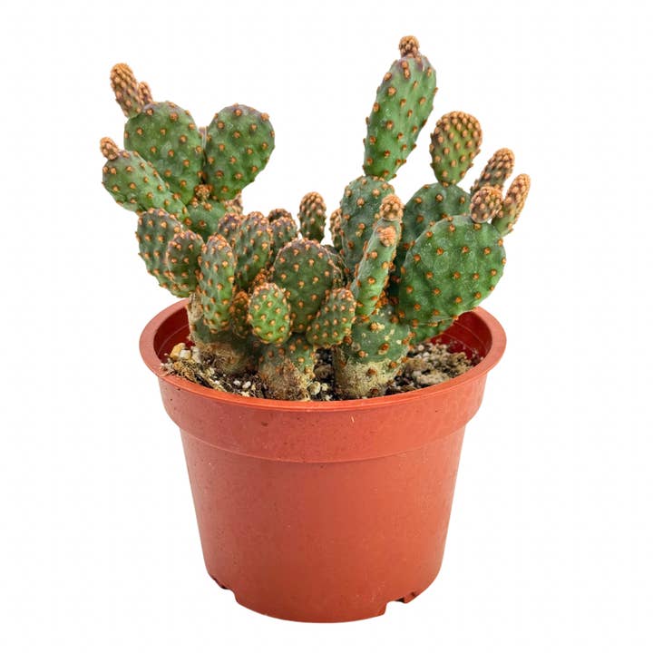 Mini Cinnamon Cactus | 4 inch | Opuntia rufida minima monstrose for wholesale by Succulent Wholesale
