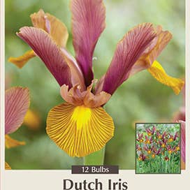 Thorsen's Greenhouse - Wholesale Live Plant - Dutch Iris 'Lion King' Bulbs - Perennial5
