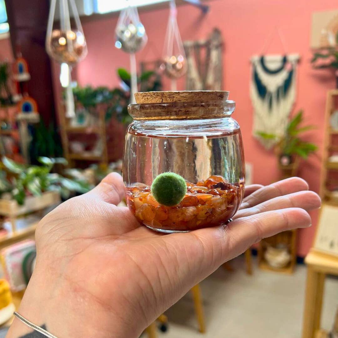 Moss Amigos | Moss Ball Terrariums - Wholesale Live Plant - Medium Marimo Moss Ball Terrarium with Carnelian Gemstones