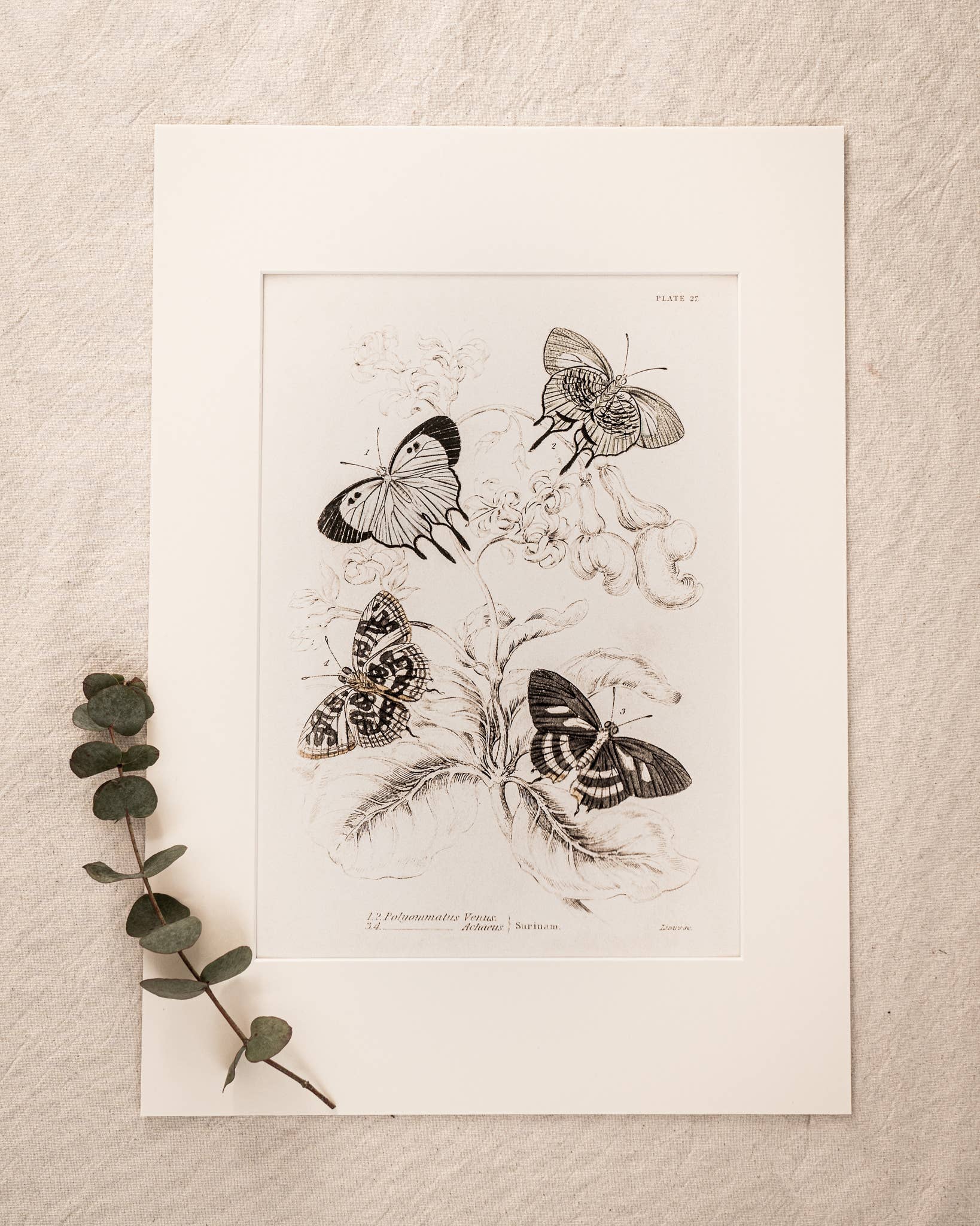 Coultura - Wholesale Gallery Wall Set - Framed Set of Four Vintage Butterfly Art Prints 01 (Sand Frame Collection)10