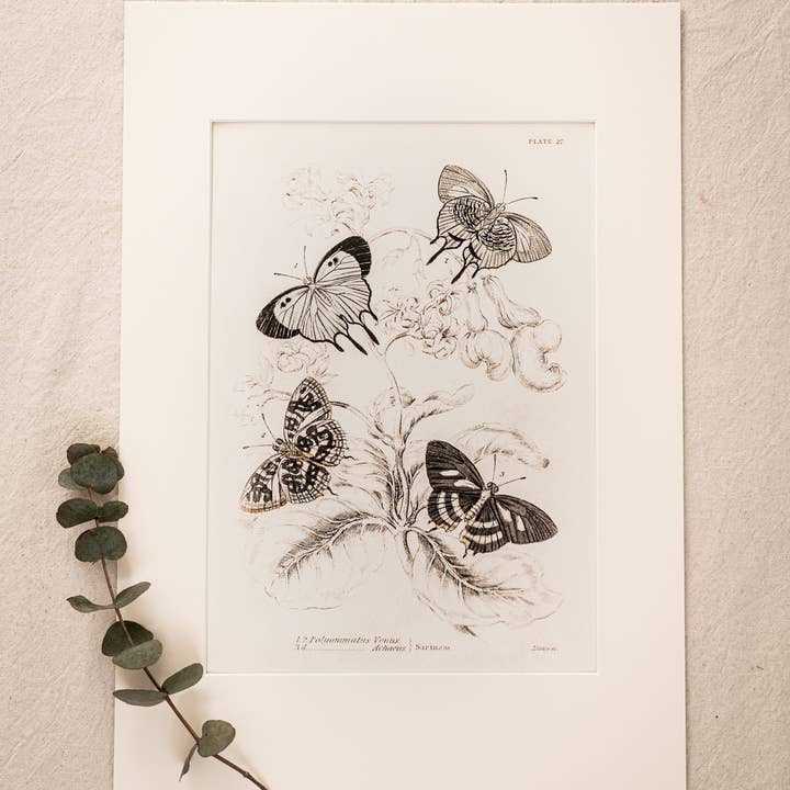Coultura - Wholesale Gallery Wall Set - Framed Set of Four Vintage Butterfly Art Prints 01 (Sand Frame Collection)10