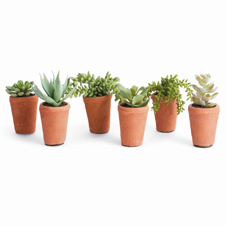 POTTED SUCCULENTS 8.5" for wholesale by Napa Home & Garden