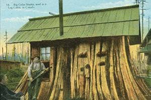 Cartolina Cards Inc. - Wholesale Postcard - KP020 Stump House0
