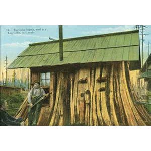 Cartolina Cards Inc. - Wholesale Postcard - KP020 Stump House