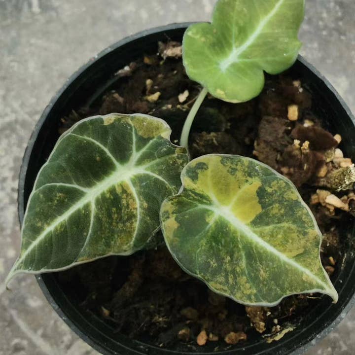 Alocasia "Black Velvet" "Aurea" bonte TC Plantje | Zeldzame Kamerplant voor wholesale door OrchidBox