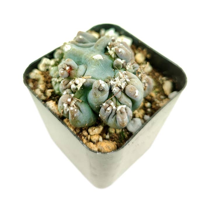 Best Plant Friend - Wholesale Succulent - Cereus Ming Thing Cactus - Live Unique Cactus - Indoor Plant
