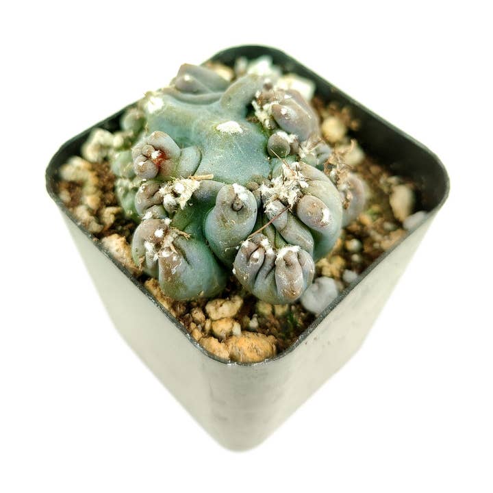 Cereus Ming Thing Cactus - Cereus forbesii monstrose and other Purchase Wholesale barras cereais. Free Returns & Net 60 Terms on Faire trending on Faire.