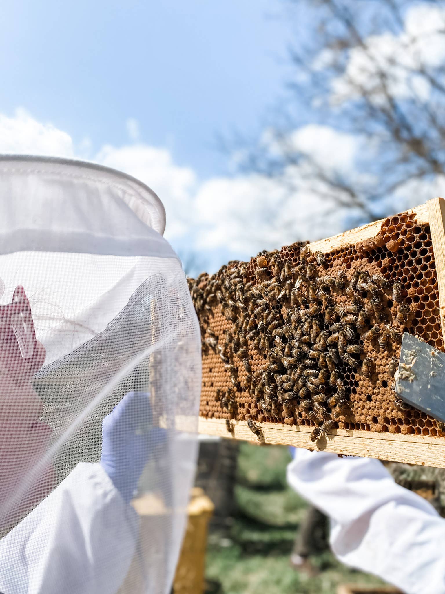 Messner Bee Farm - Wholesale Solid Cologne - Solid Cologne - Monarch - Handmade with beeswax5