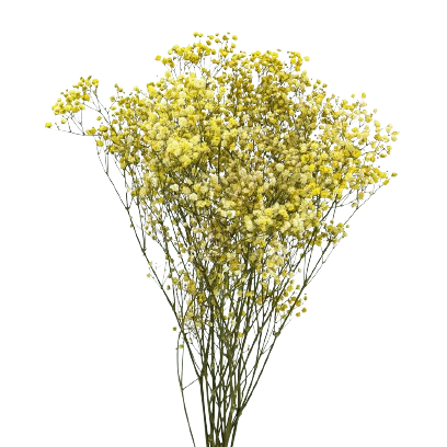 Concari.flores Preservadas - Wholesale Dried/Pressed Flowers - GYPSOPHILA/PRESERVED PANICULATA2