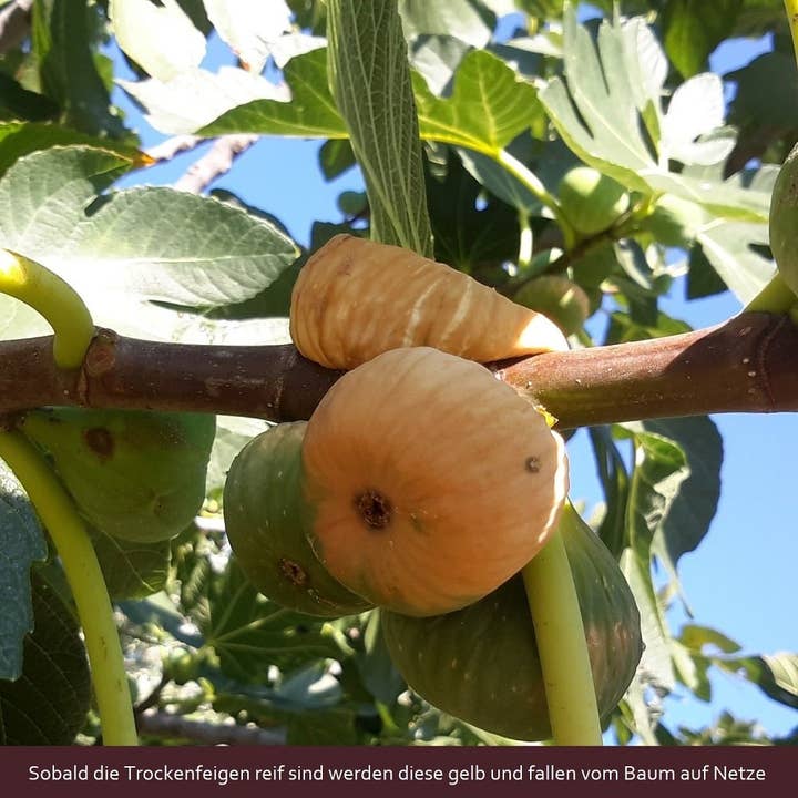 ARISTOS olivenöl - Wholesale Dried/Dehydrated Fruit - Aristos natural figs 250 g2