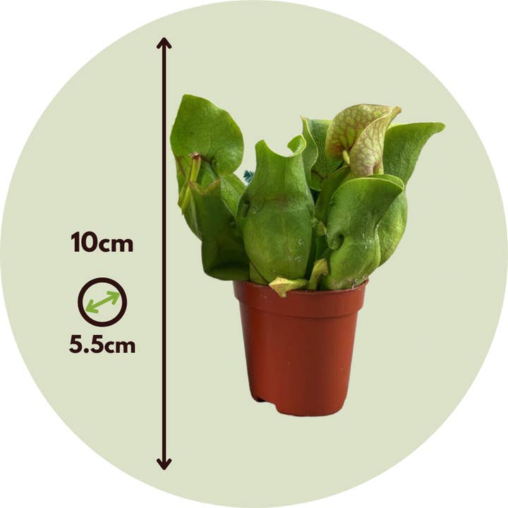 Oasis of Life – wholesale Live plant – Pitcher Plant Sarracenia Purpurea – 6 Plants – Height 10cm – Ø6cm – Carnivorous Plant with Purple-Red Trap Leaves – Sunny Bog Plant for Windowsill & Terrarium3