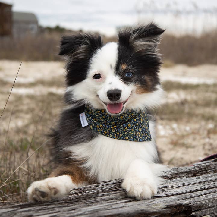 MODERNBEAST - Wholesale Pet Bandana - Dog - FLORAL BANDANAS (Options Available)