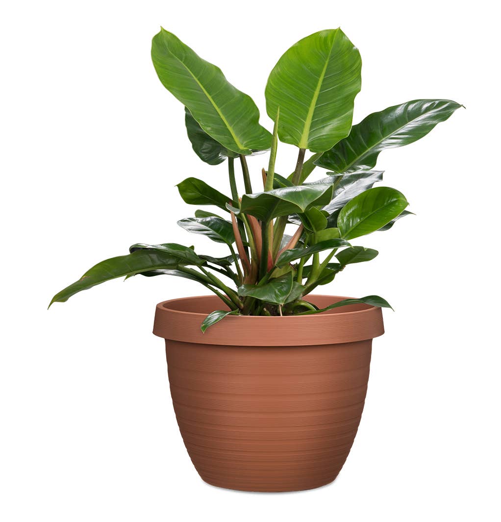 Scheurich - Wholesale Plant Pot - Country Star 270 plastic flower top/planter14