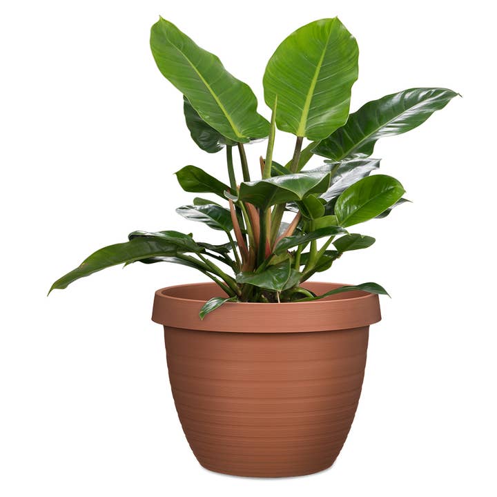 Scheurich - Vente Pot - Country Star 270 bac à fleurs/plante en plastique14