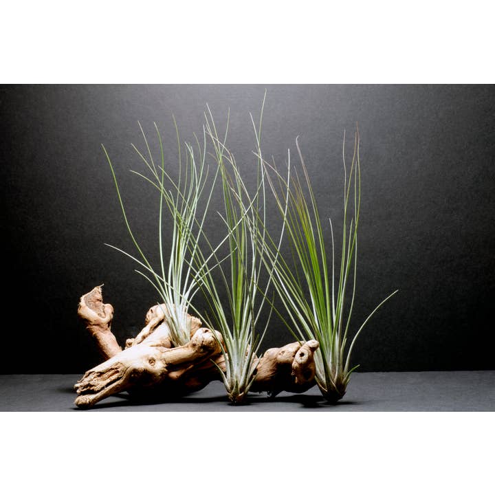 The Artizan Way - Wholesale Live Plant - Tillandsia Juncifolia | Live Air Plant