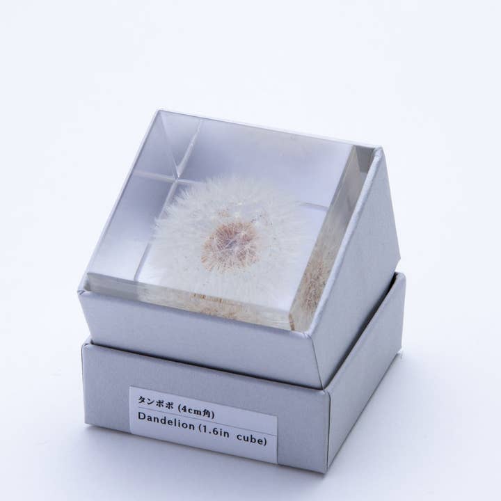 Sola cube - Wholesale Decorative Tabletop Object - Dandelion / Small2