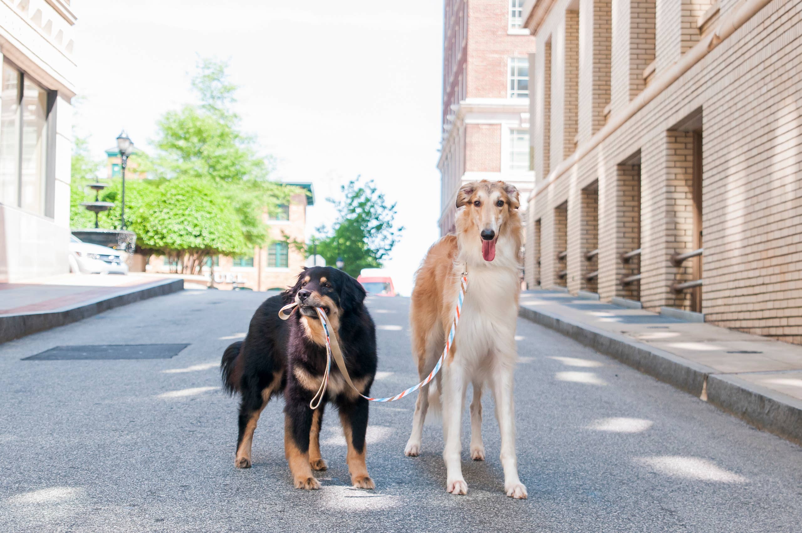 Paw Paws USA – Großhandel Leine – Hund – Frisch gepresste Hundeleine5