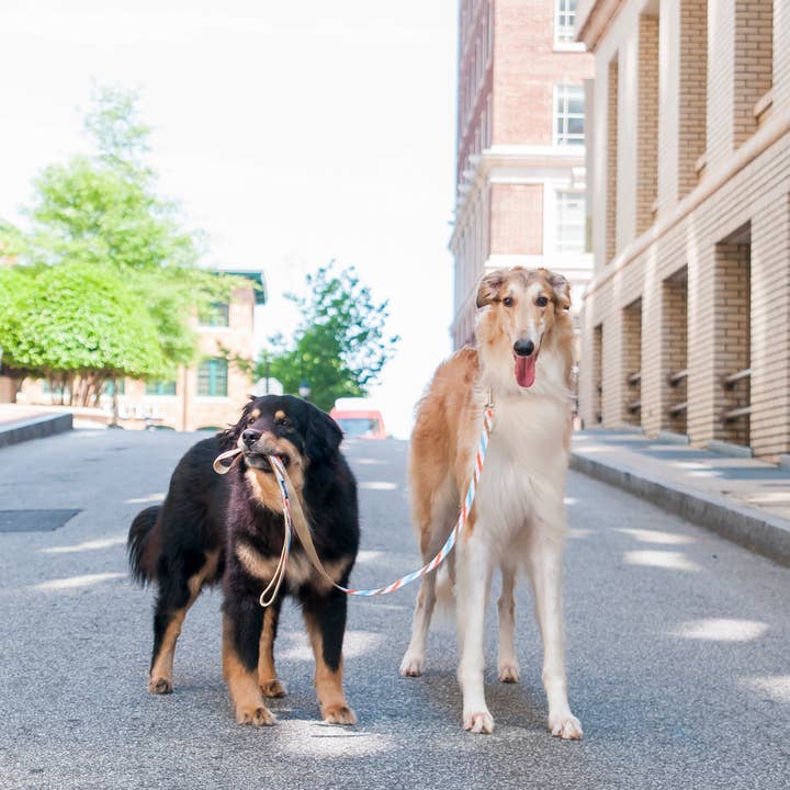 Paw Paws USA – Großhandel Leine – Hund – Frisch gepresste Hundeleine5