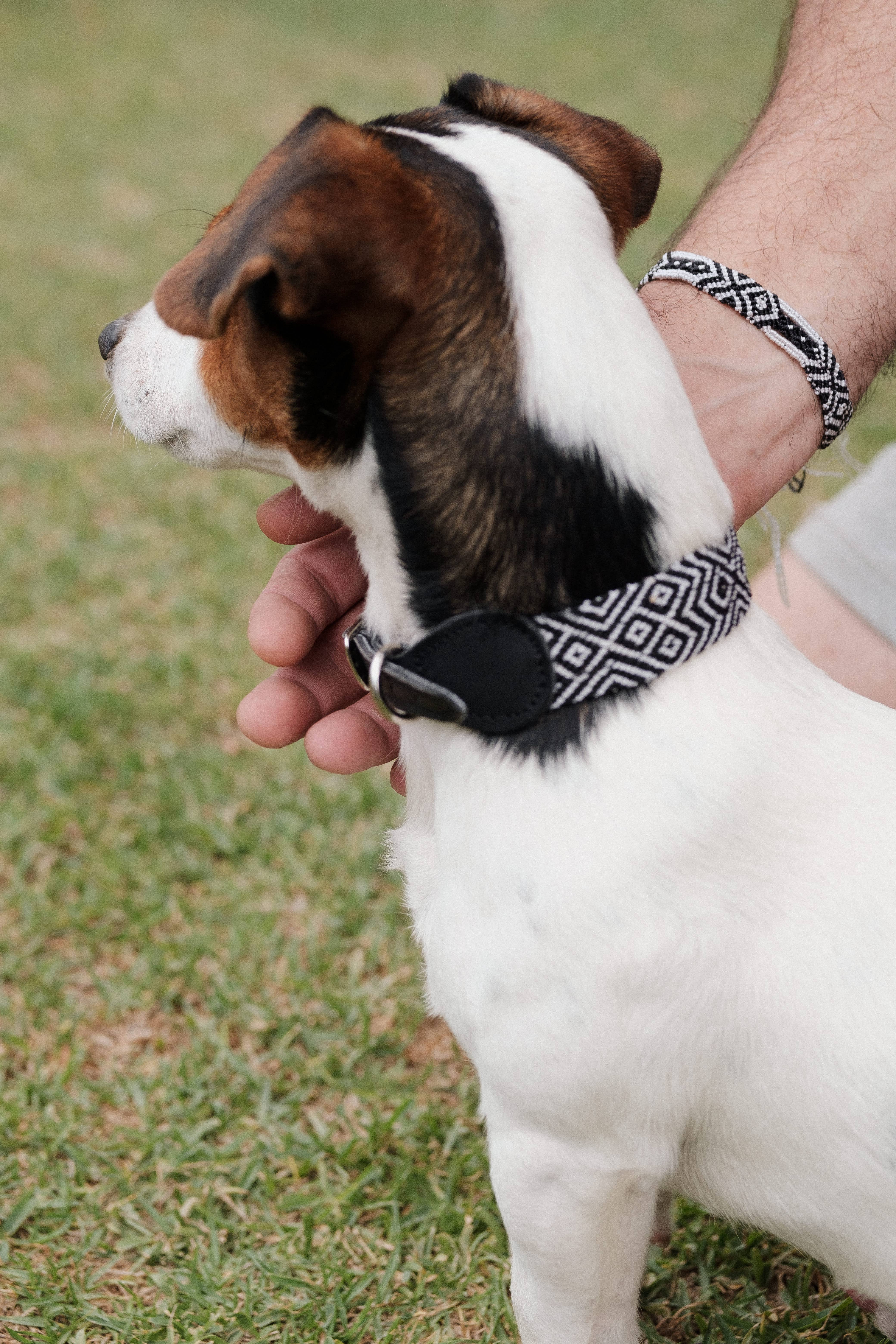 Apapáchalos- Pets - Wholesale Pet Collar - Dog - Cascabel black and white dog collar8
