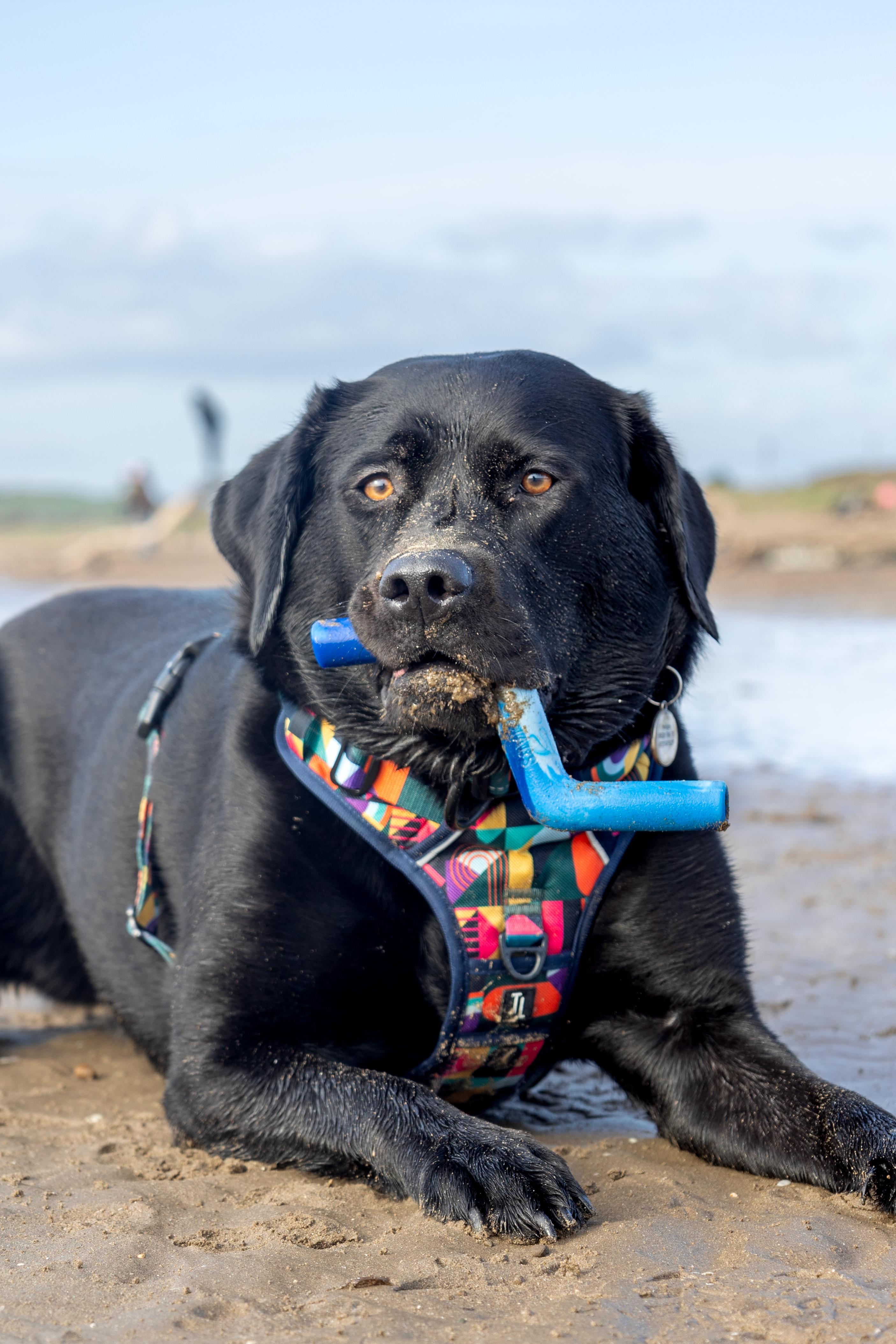 Twiggy Tags – wholesale Pet fetch ball – Dog – ZigZoom™ Interactive Safe Fetch Recycled Rubber Dog Toy2