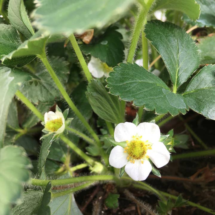 Potting Shed Creations, Ltd. - Wholesale Plant Seeds - Garden in a Bag | Strawberry 2