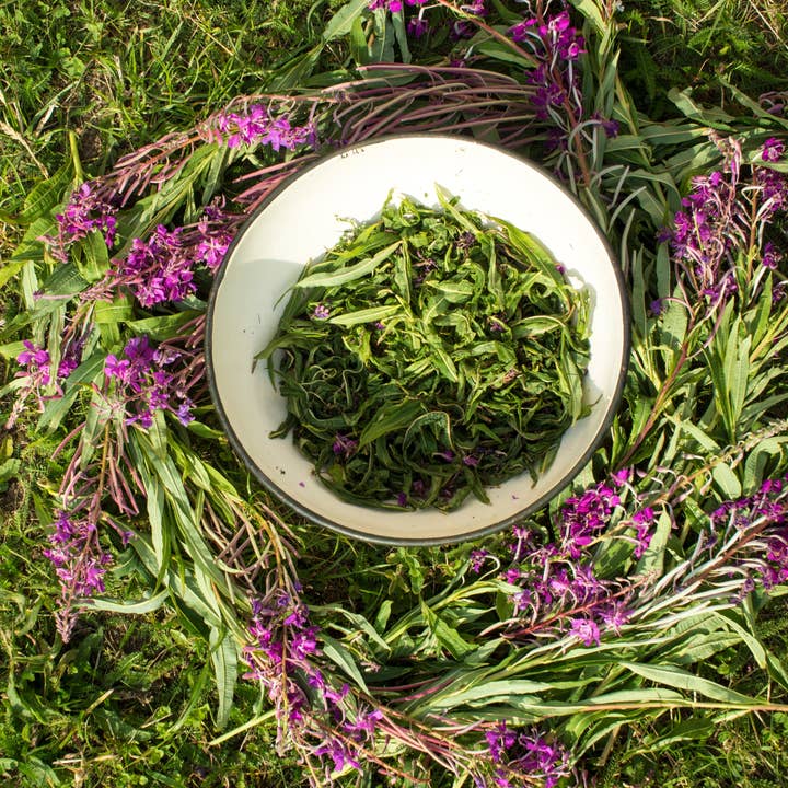 Wild-Harvested Canadian Fireweed Tea for wholesale by Kootenay Wildcrafting Co