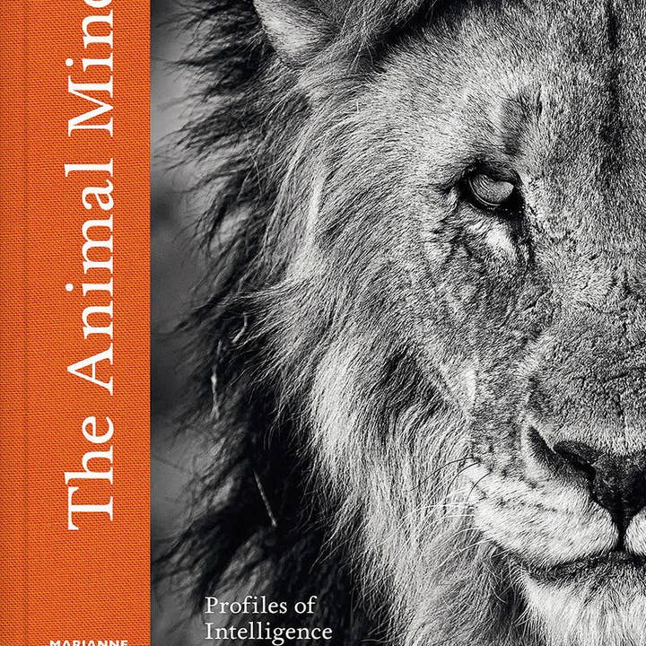 The Animal Mind - Profiles of Intelligence and Emotion (Hardback) for wholesale by Abrams & Chronicle Books