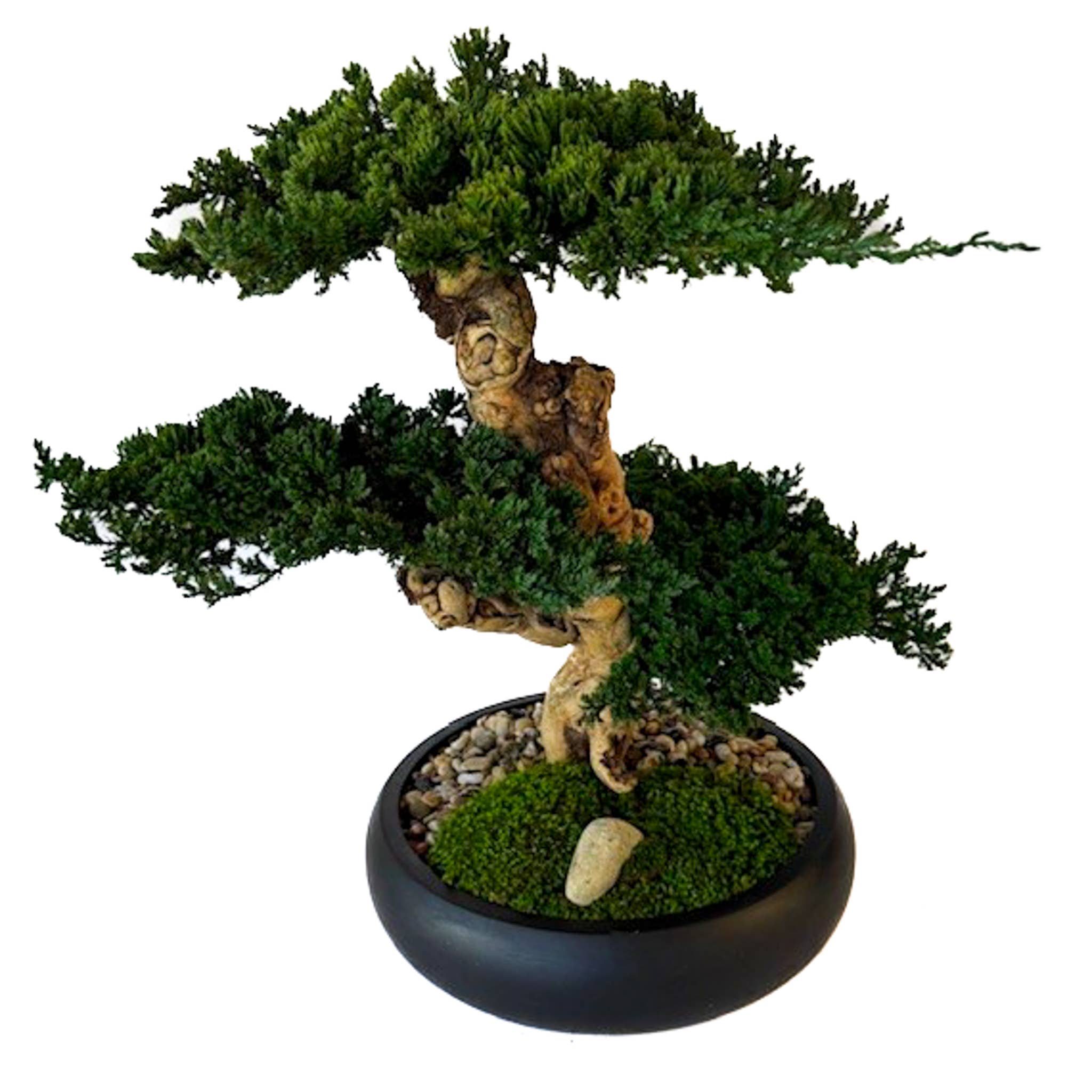 Forever Green Art - Wholesale Artificial Plant - Preserved Triple Bonsai Tree in 13" Mango Wood Bowl5