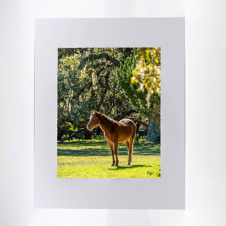 Artwork-Wild Horse Cumberland Island for wholesale by Mike Ring Photography