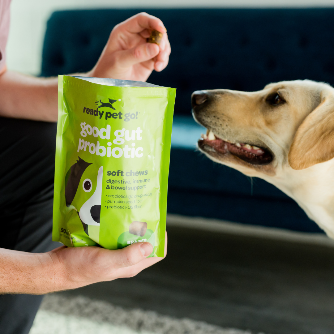 Ready Pet Go – Großhandel Nahrungsergänzungsmittel für Haustiere – Hund – Gut Health Probiotische Kauartikel für Hunde — Unterstützung der Verdauung4
