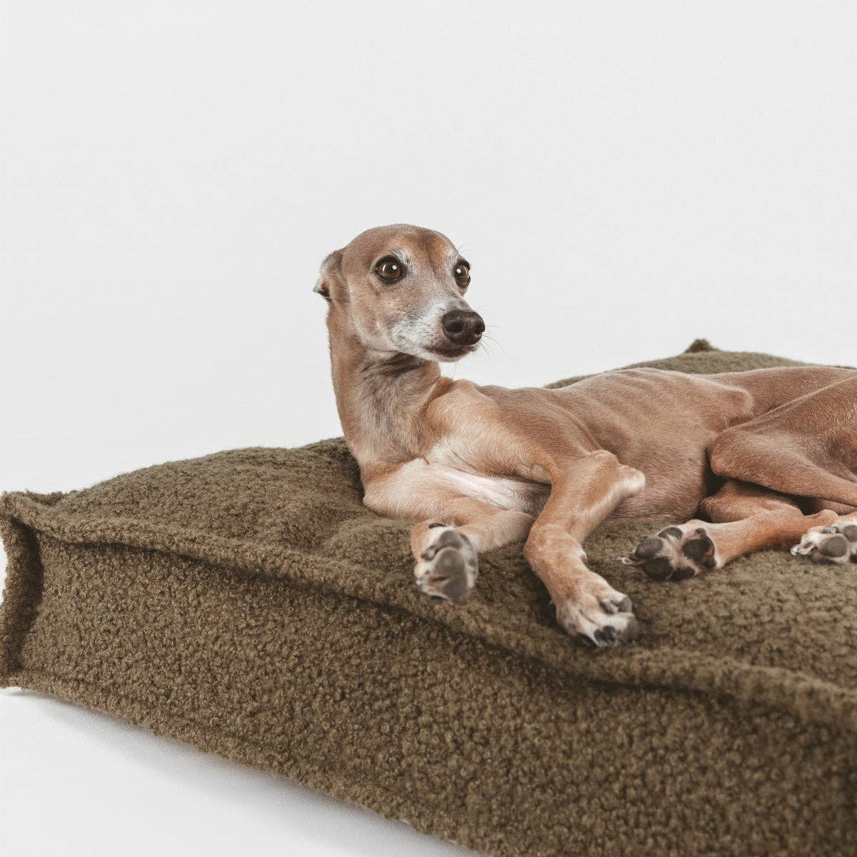 B de Bruno – Engroshandel Seng - Hund – Funda Basic Teddy Khaki3