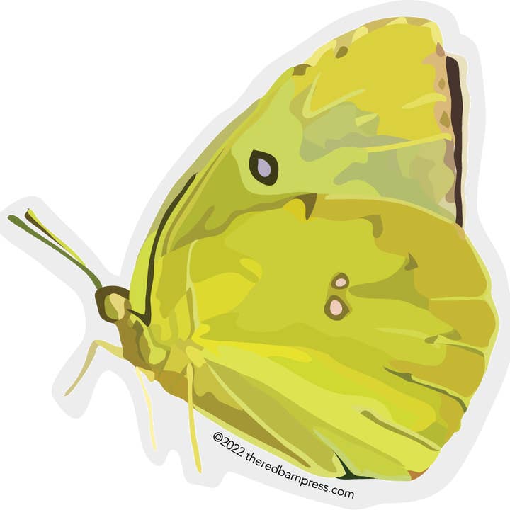 Clear Edge Butterfly Sticker | California Dogface Butterfly for wholesale by The Red Barn Press