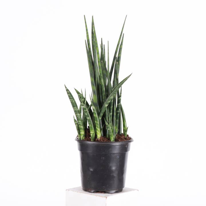 Thorsen's Greenhouse - Wholesale Live Plant - Sansevieria Fernwood - Live Plant5
