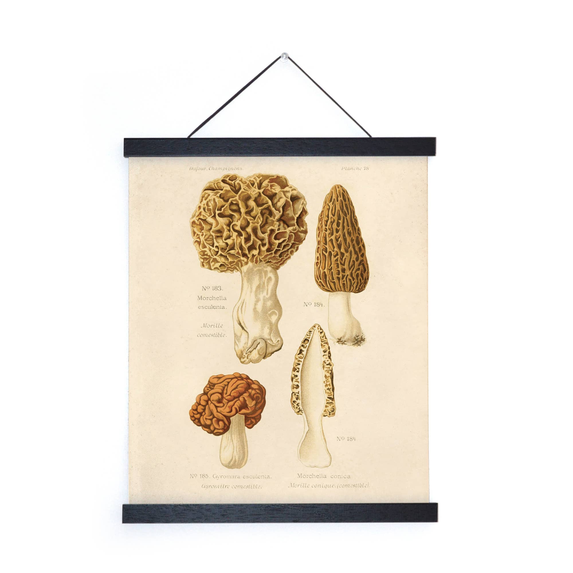 Curious Prints - Wholesale Art Print - Vintage Morels Mushroom Print w/ optional frame1