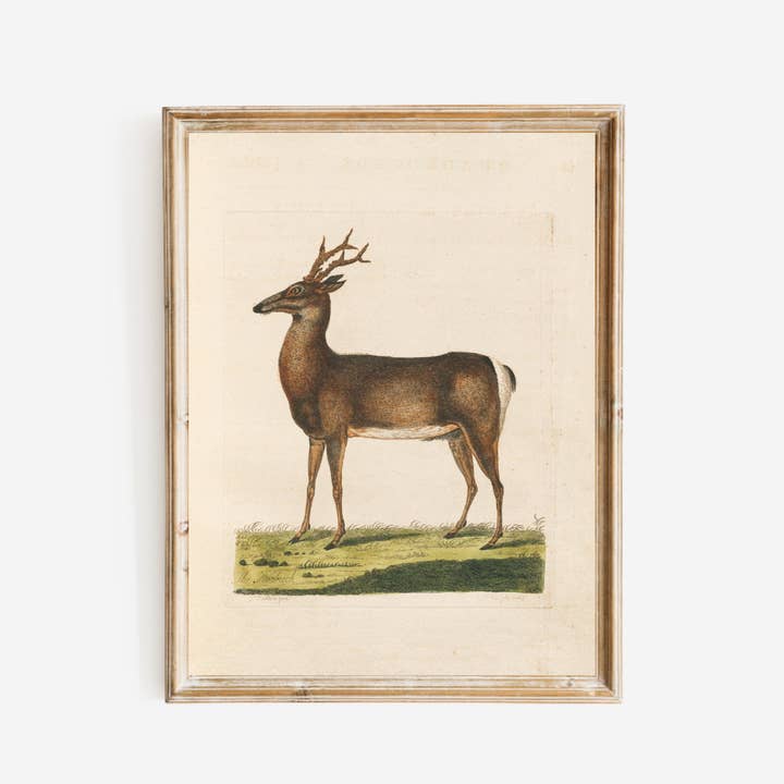 Roebuck 18th Century Antique Art Print for wholesale by Sea to Skye
