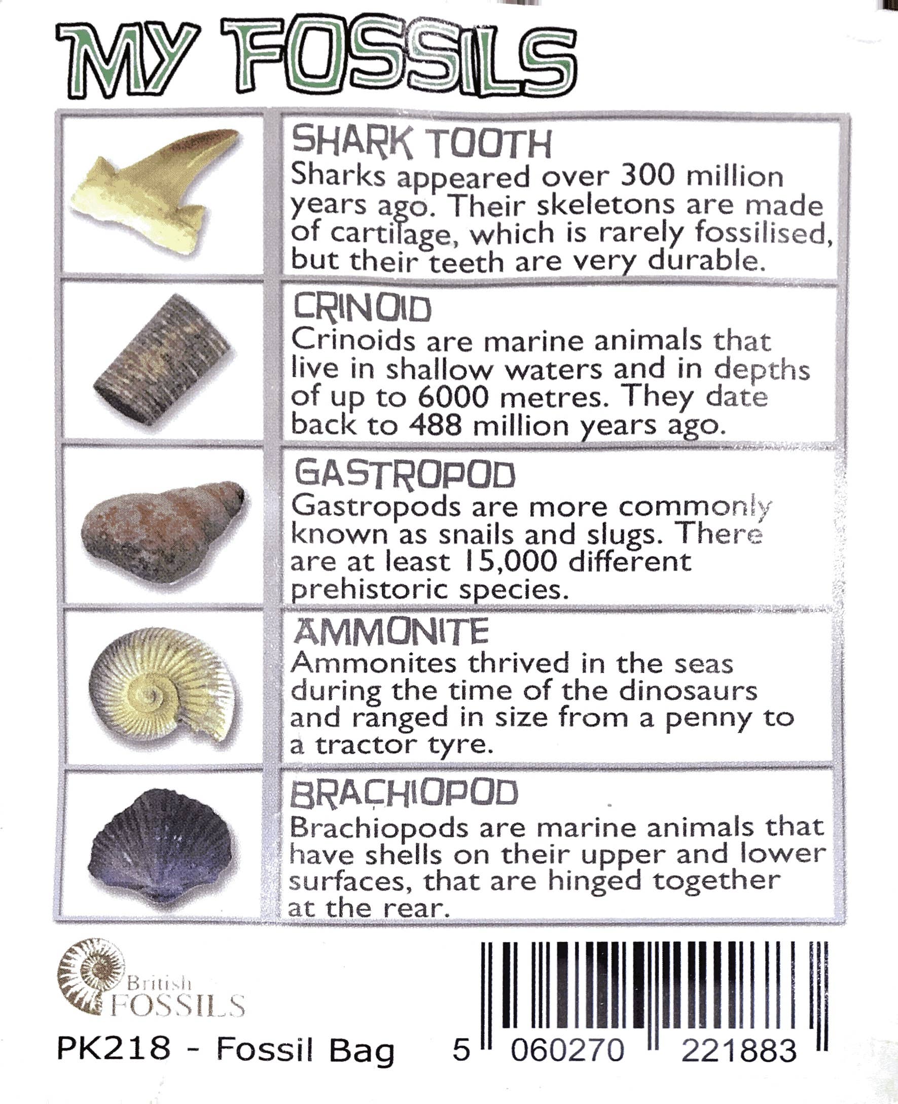 Science and Nature - Wholesale Toy set – Kids - My Fossil Collection (Display of 30)2