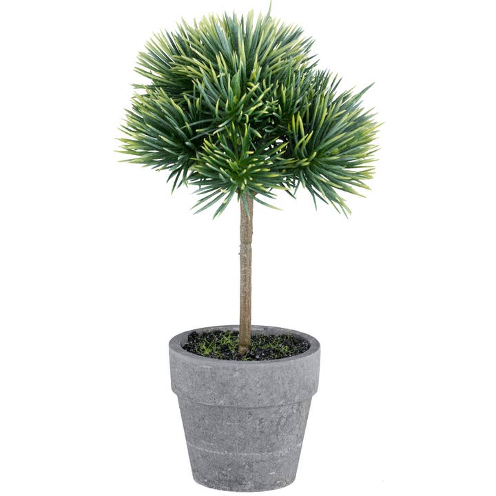 Cedar sapling, 19cm, green for wholesale by GASPER GmbH