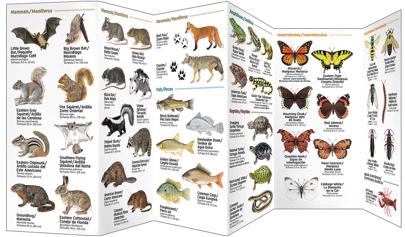 Simon & Schuster - Wholesale Nature & Outdoors - Chicago Wildlife/Vida Silvestre de Chicago by2
