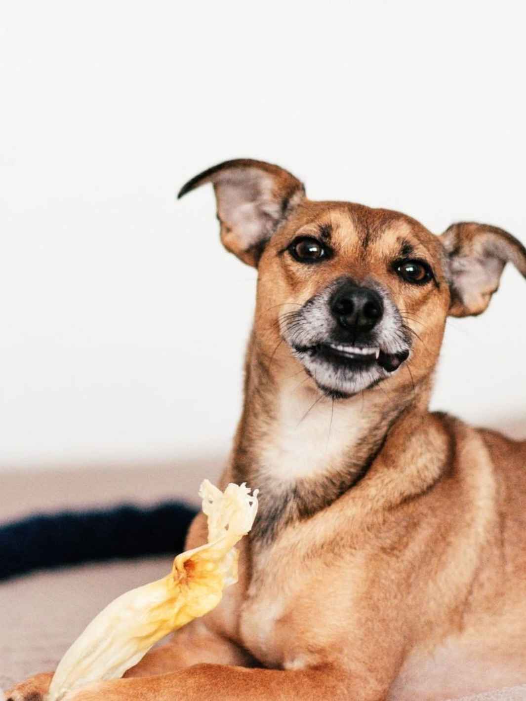 Truffe Délice – wholesale Godis - Hund – Kaninöron till hundar1