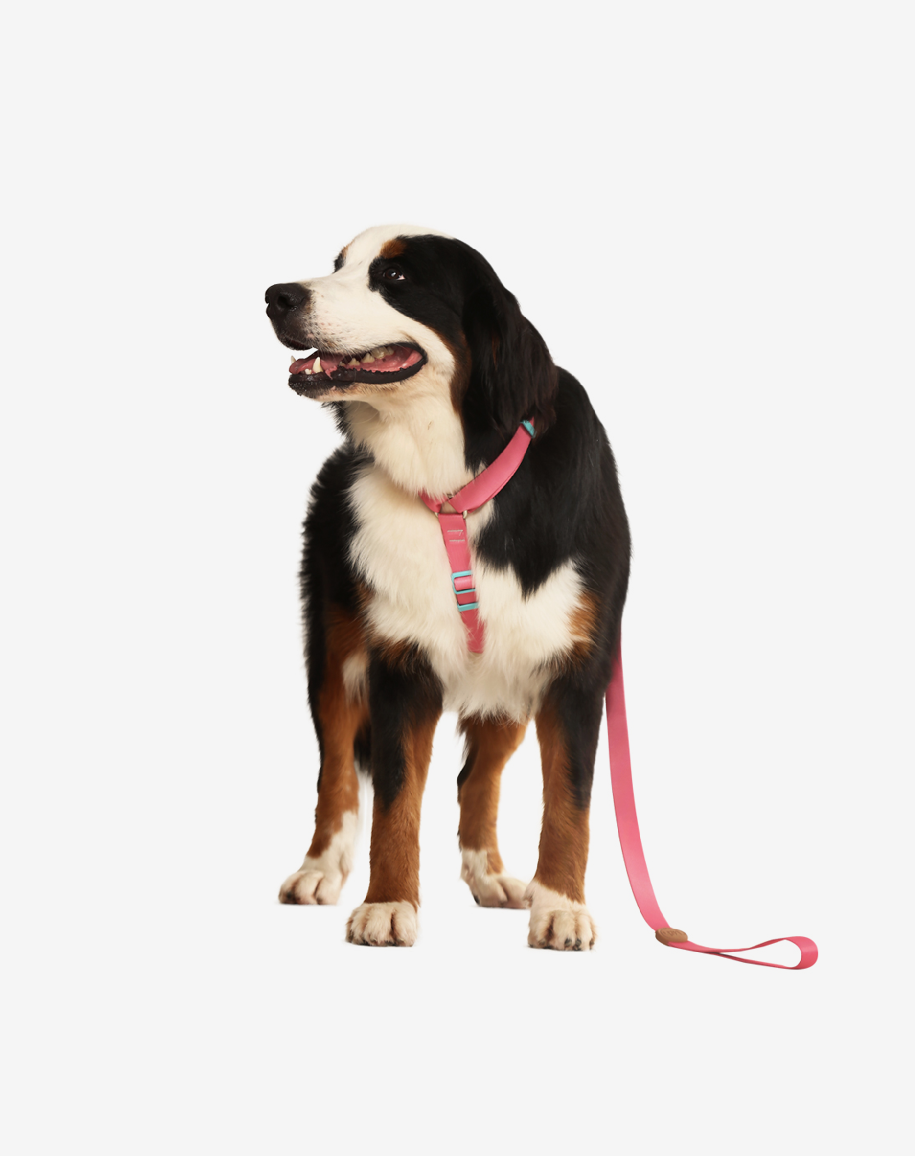 Toh - Wholesale Pet Leash - Dog - The H-Harness + Leash Set Fiji1