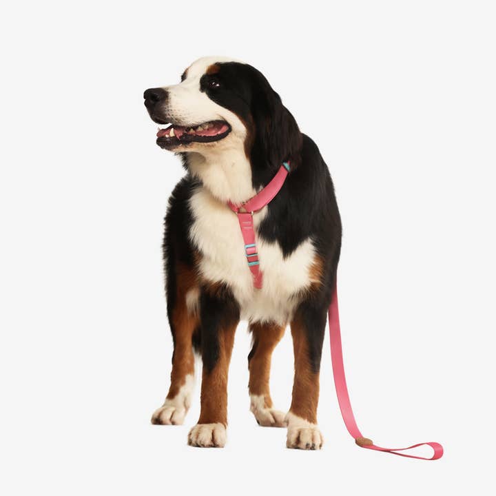 Toh - Wholesale Pet Leash - Dog - The H-Harness + Leash Set Fiji1