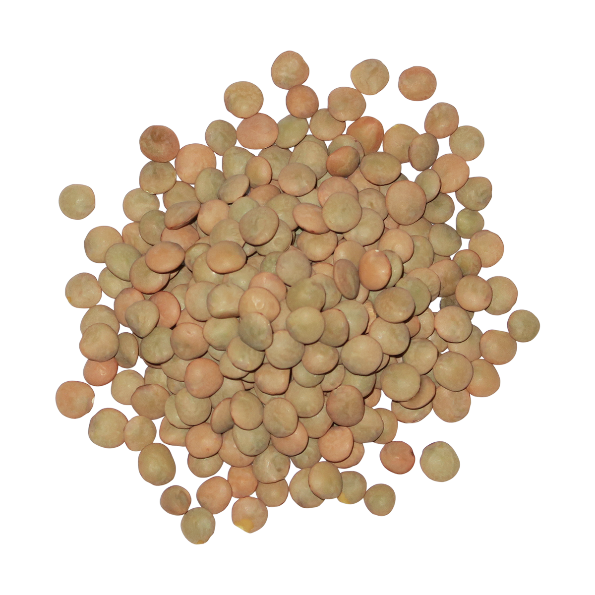 Edison Grainery - Wholesale Beans - Edison Grainery Organic Green Lentils 16 oz2