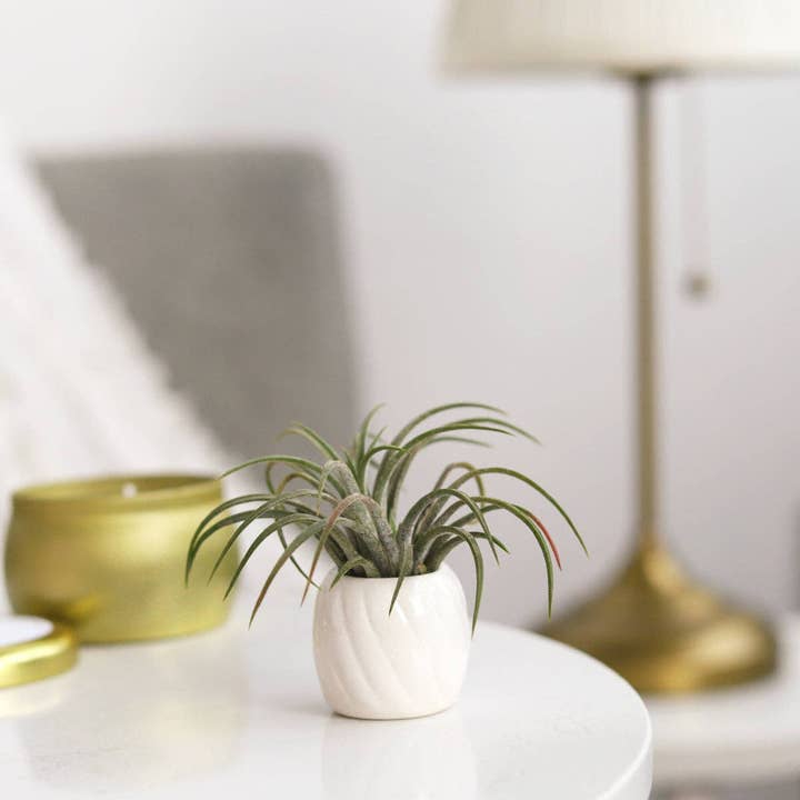 Best Plant Friend - Wholesale Plant Pot - Decorative White Glazed Ceramic Mini Pot, Air Plant Holder1