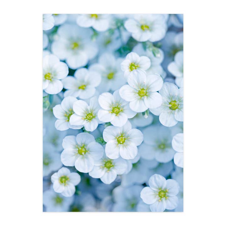 Cartolina "Sassifraga verde-blu" per la vendita all'ingrosso da parte di paruspaper. nutzfeine papeterie