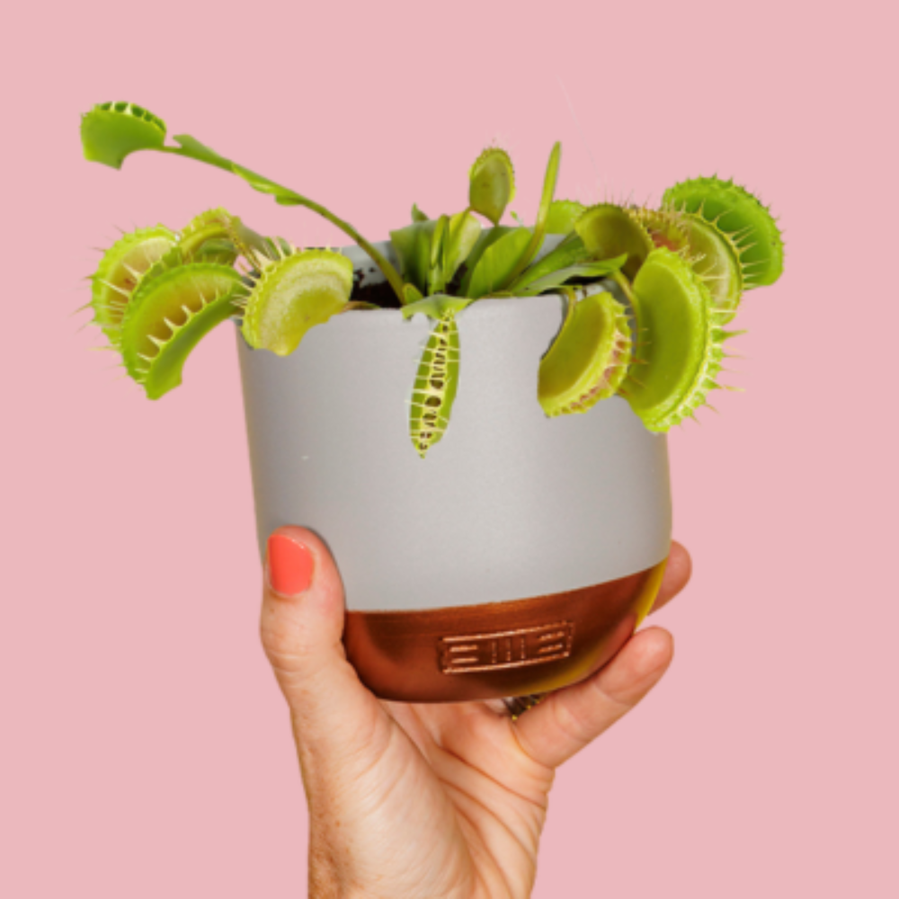The Little Botanical – wholesale Live plant – Venus Fly Trap Plant2